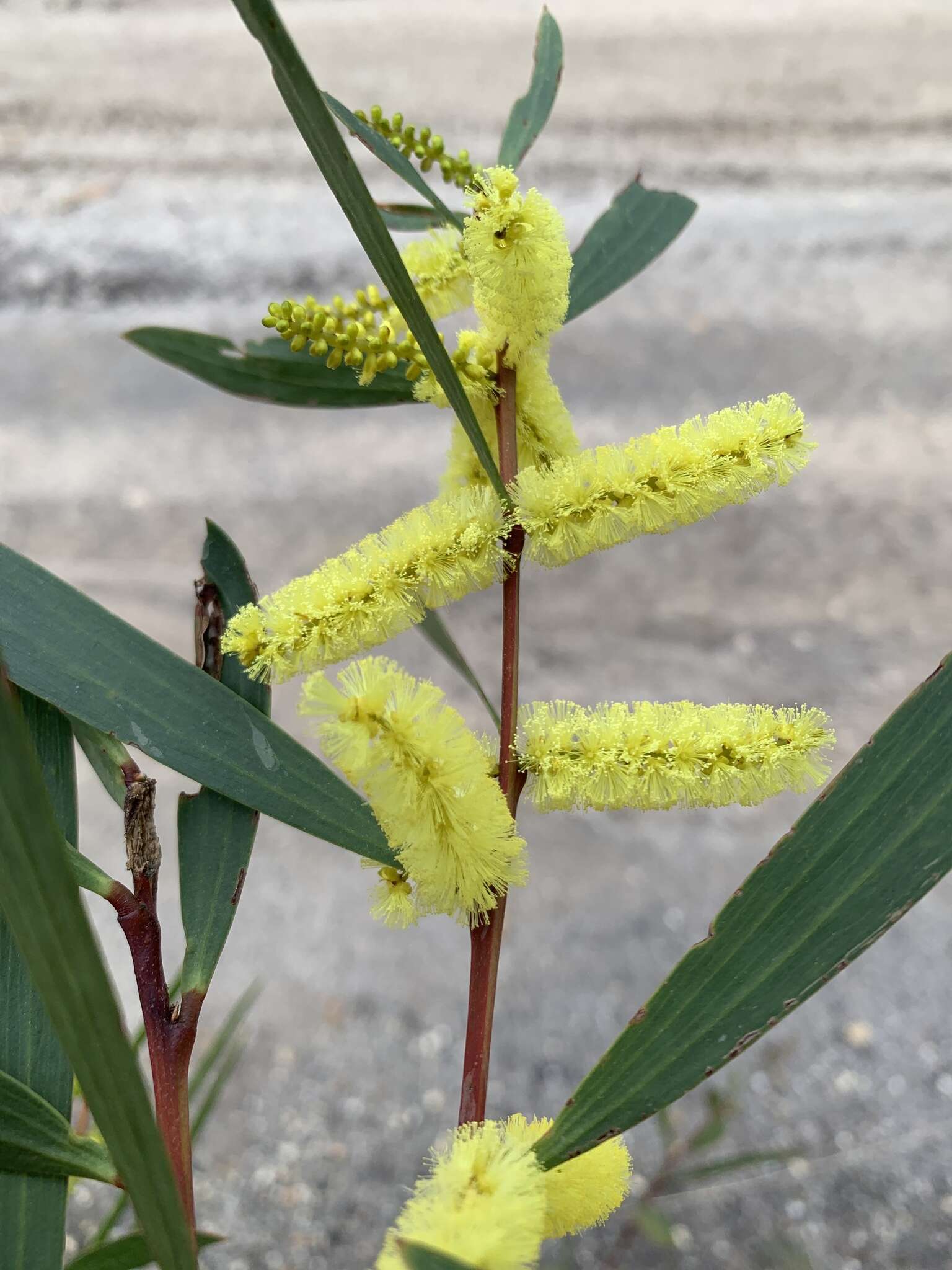 Sivun Acacia longifolia subsp. longifolia kuva