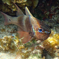 Image of Norfolk cardinalfish