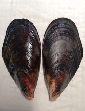 Image of Mytilus unguiculatus Valenciennes 1858