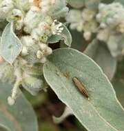 Imagem de Agrilus lacustris Le Conte 1860