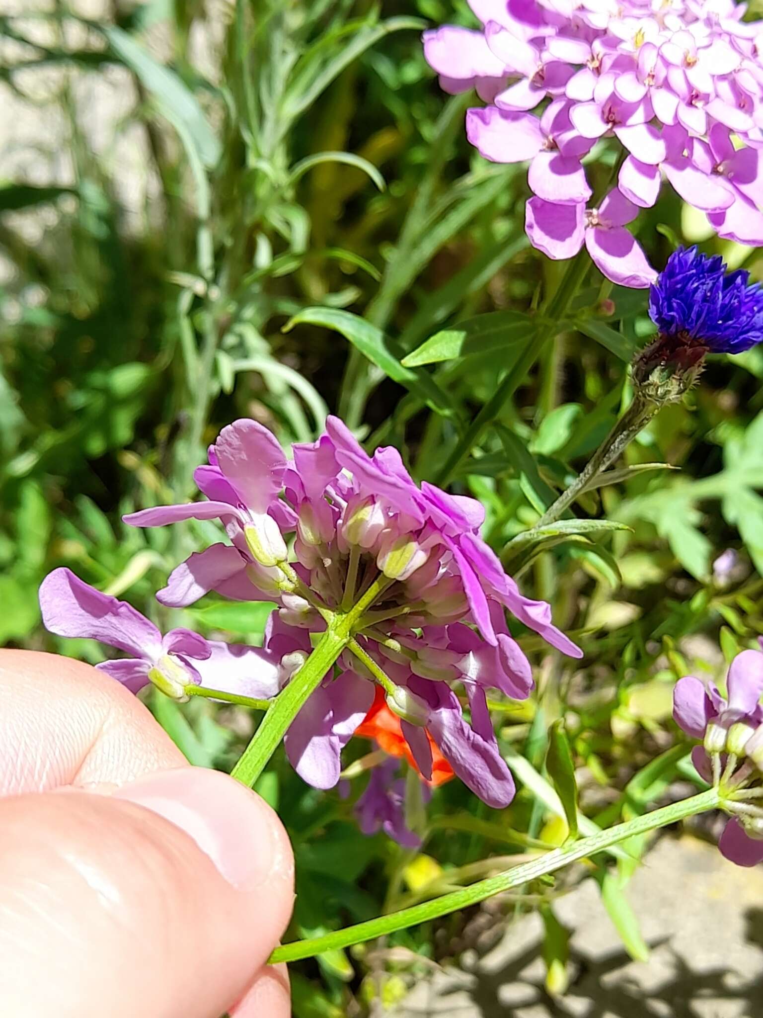 Plancia ëd Iberis umbellata L.