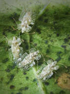 Image of Cotton lace bug