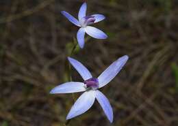 Image of Dainty blue china orchid