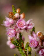 Image de Verticordia centipeda A. S. George