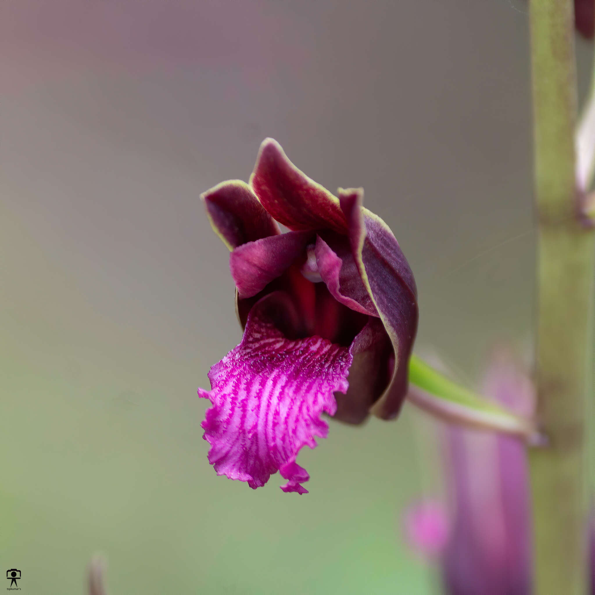 Image of Eulophia nuda Lindl.