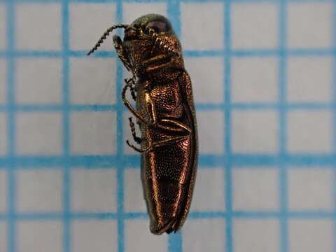 Image of St. John's Wort Root Borer