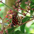 Image of Heliconius ethilla metalilis Butler 1873