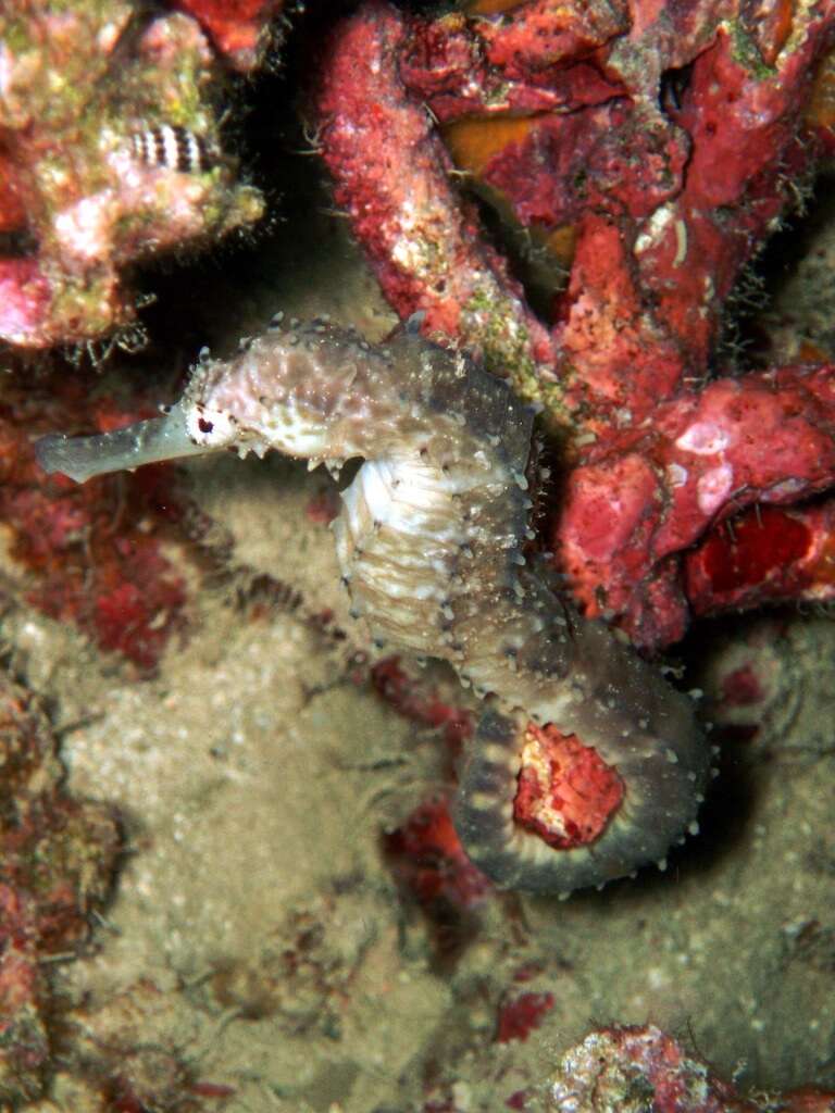 Image of Tiger Tail Seahorse