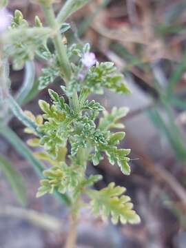 Image de Verbena supina L.