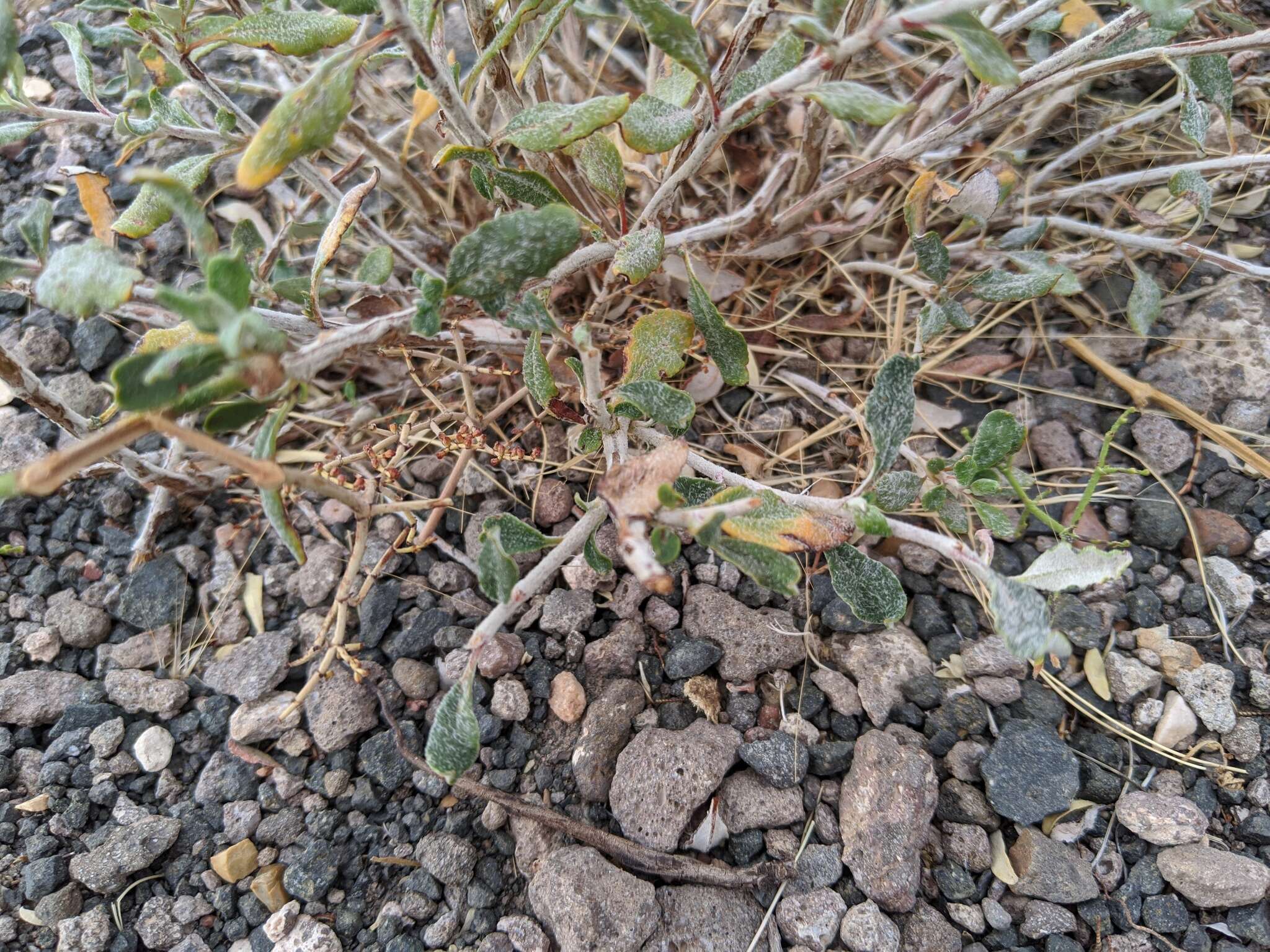 Image of crispleaf buckwheat