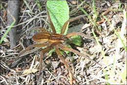 صورة Dolomedes instabilis L. Koch 1876