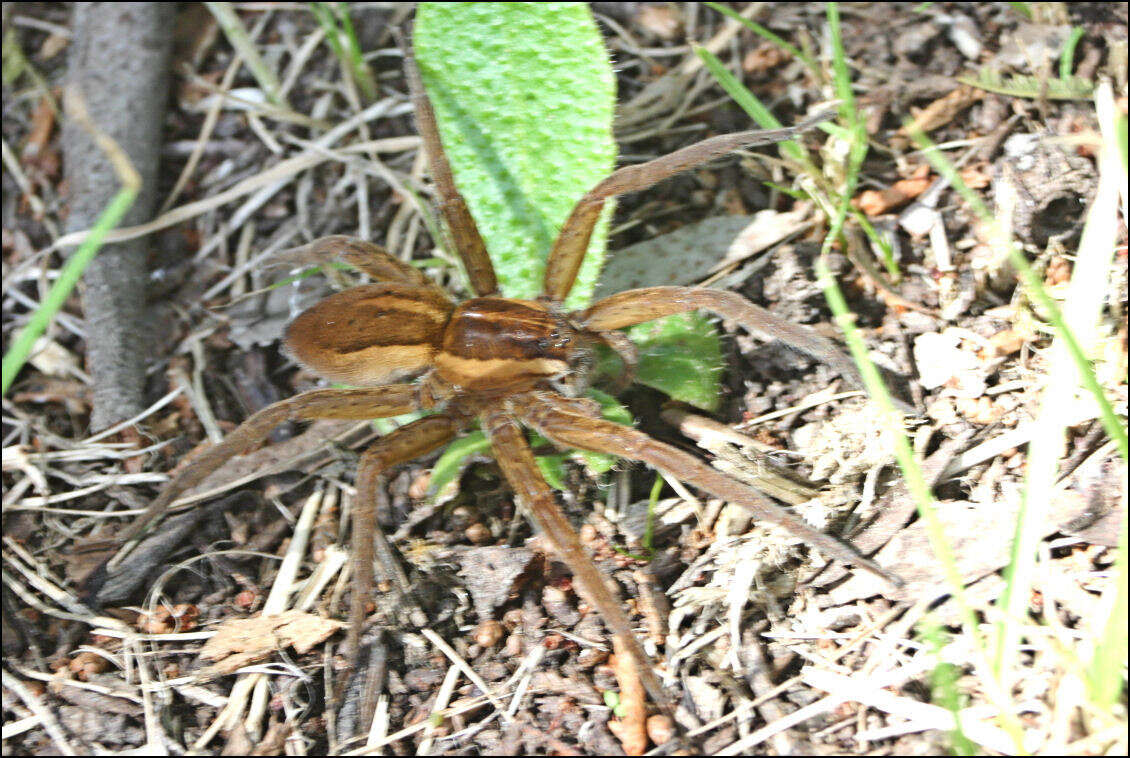 صورة Dolomedes instabilis L. Koch 1876