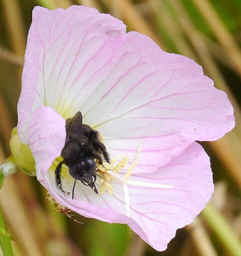 Imagem de Melissodes bimaculatus (Lepeletier 1825)