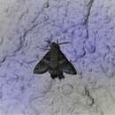 Image of Macroglossum assimilis Swainson 1821