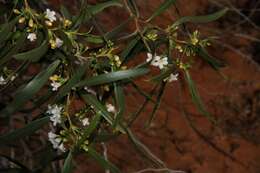 صورة Myoporum platycarpum subsp. platycarpum