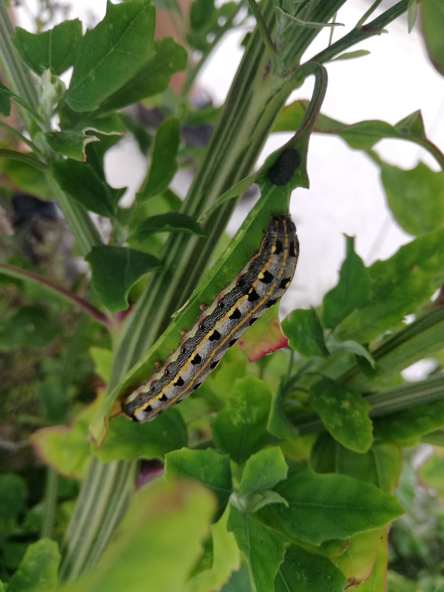 Image of Spodoptera littoralis Boisduval 1833