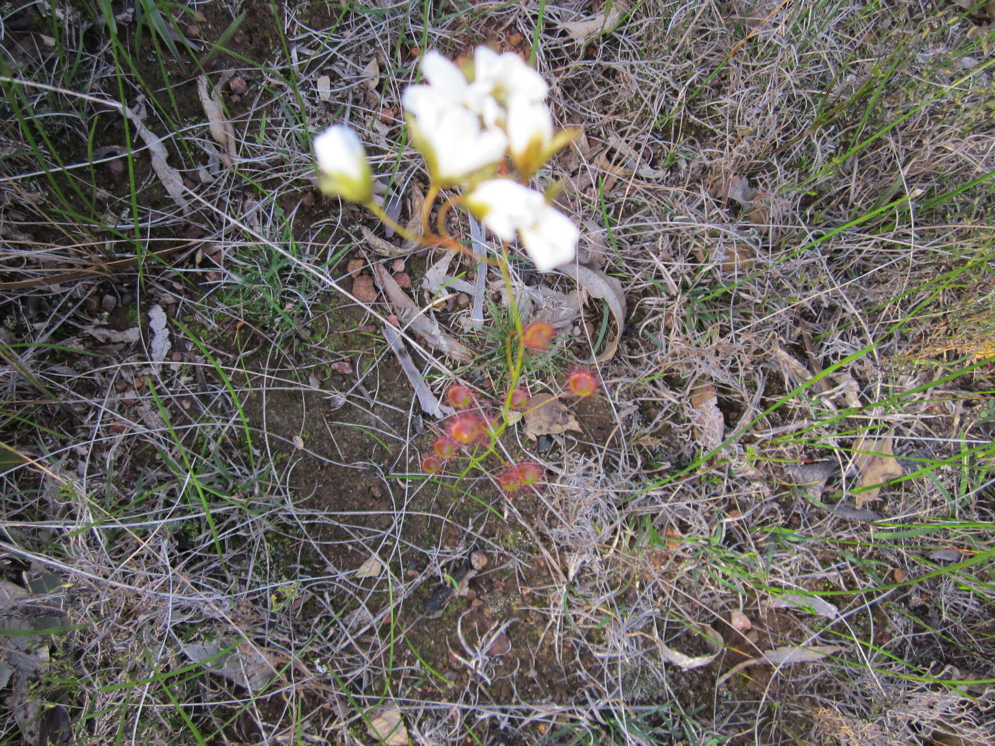 Image of Drosera huegelii var. huegelii