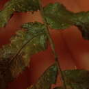Image of Coenogonium flavum (Malcolm & Vezda) Malcolm