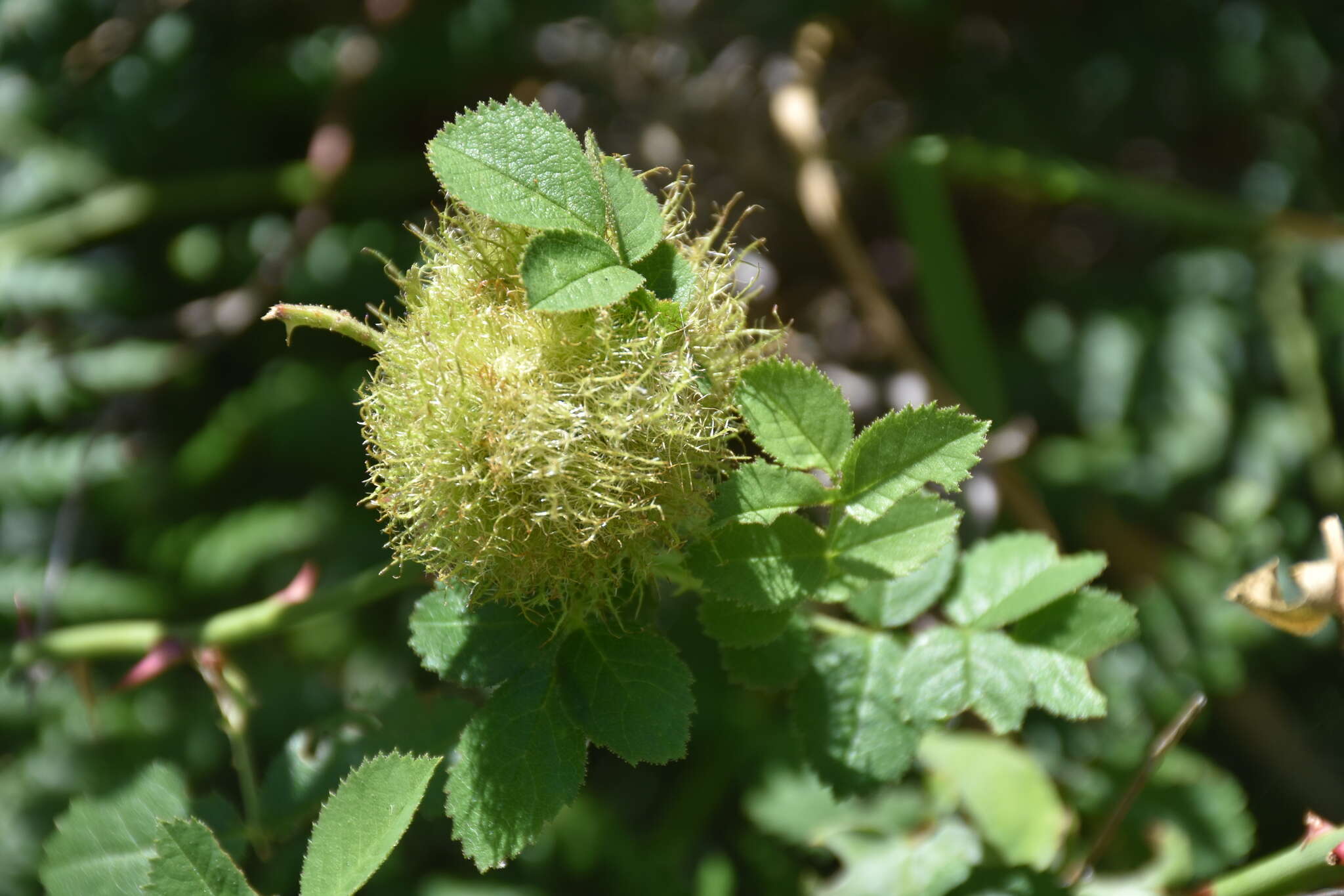 Image of Mossy Rose Gall Wasp