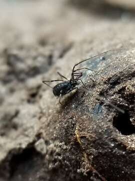 Sivun Hesperonemastoma packardi (Roewer 1914) kuva