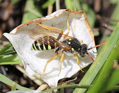 Image of Nomada sexfasciata Panzer 1799