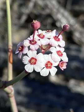 Image of Euphorbia xanti Engelm. ex Boiss.