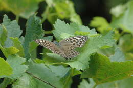 Image of Argynnis paphia valesina Esper 1800