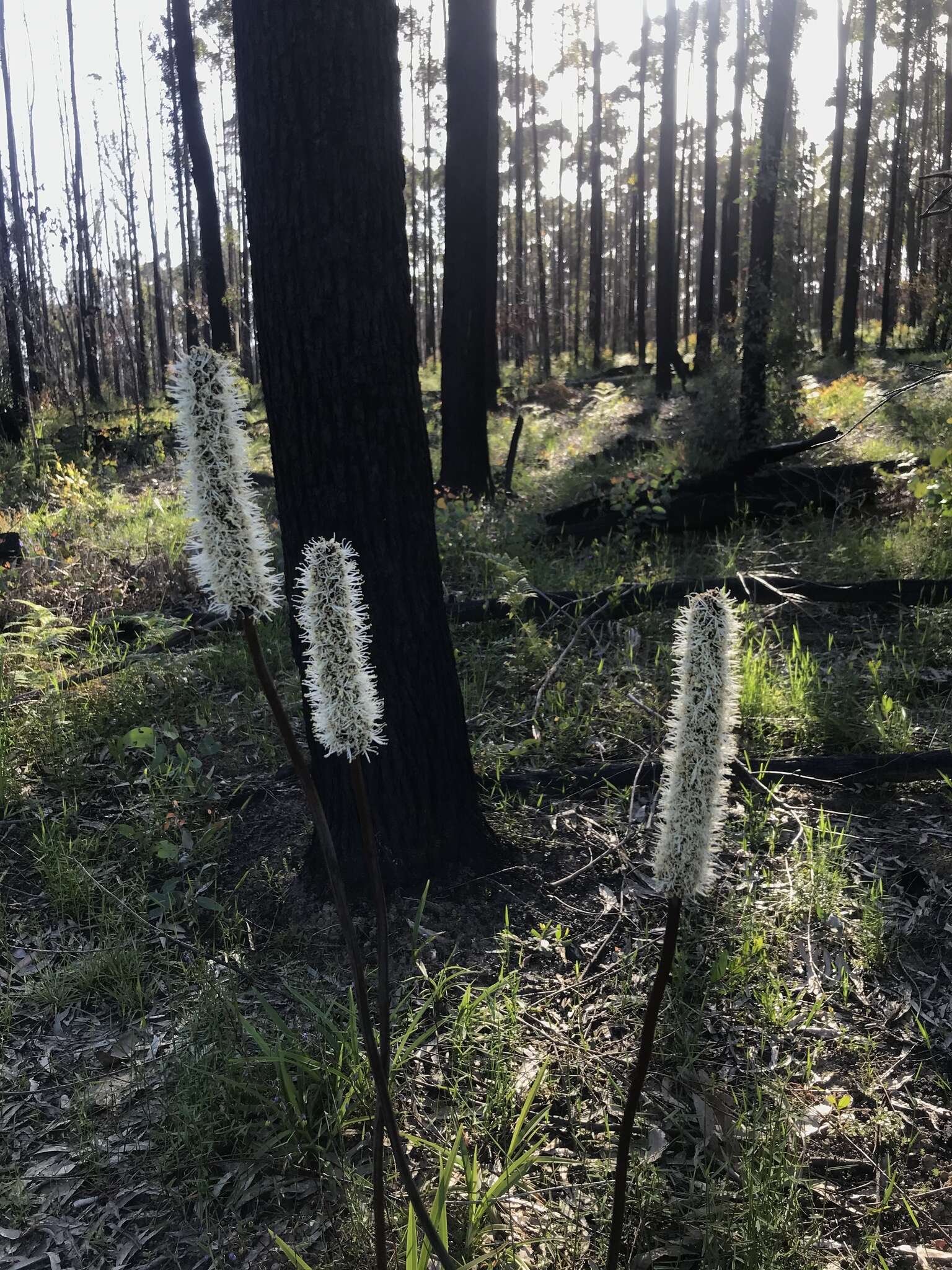 Image of Xanthorrhoea minor R. Br.