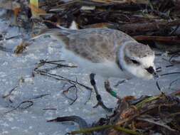 Image of Western snowy plover