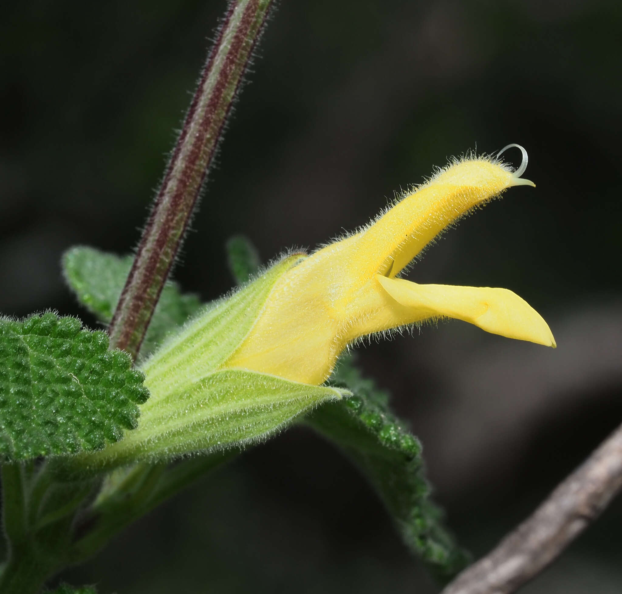 Image of Salvia aspera M. Martens & Galeotti