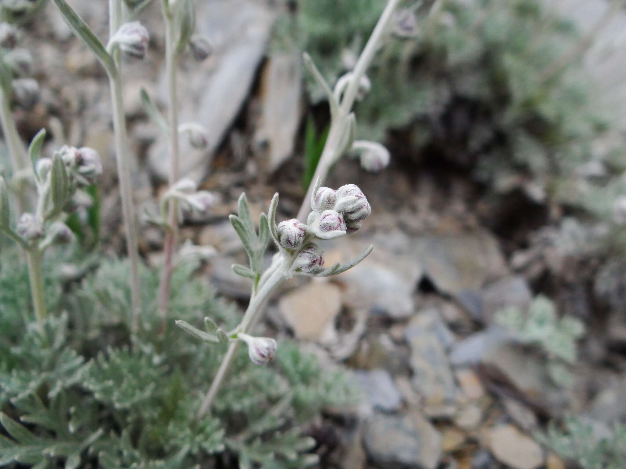 Image of Artemisia kawakamii Hayata