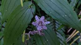 Image de Tricyrtis suzukii Masam.