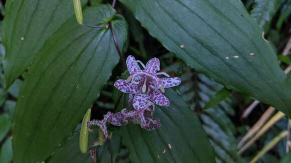 Image of Tricyrtis suzukii Masam.