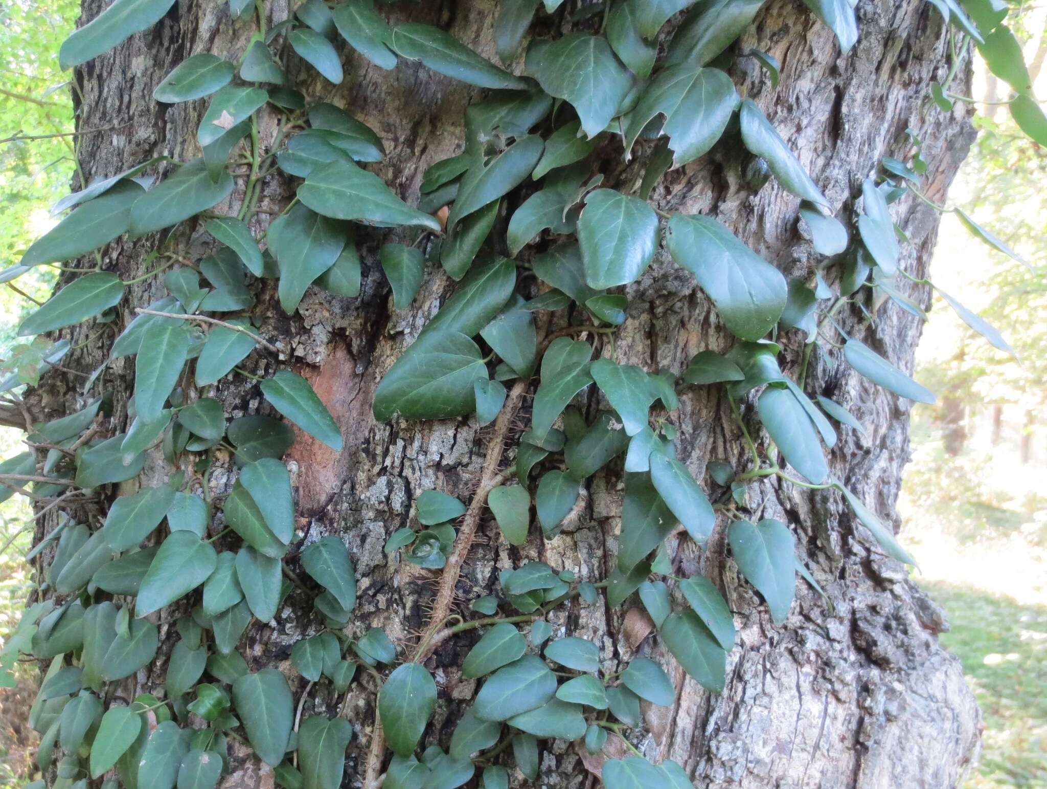 Image de Hedera pastuchovii Woronow