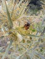 Image of Megachile albisecta (Klug 1817)