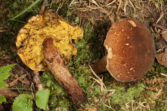 Image of Boletellus chrysenteroides (Snell) Snell 1941