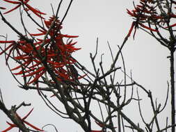 Imagem de Erythrina rubrinervia Kunth