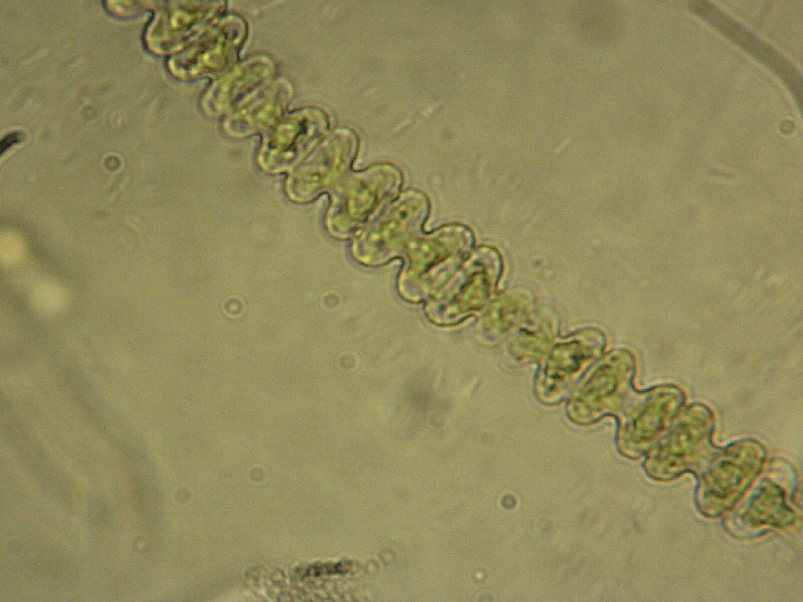 Image de Spondylosium planum