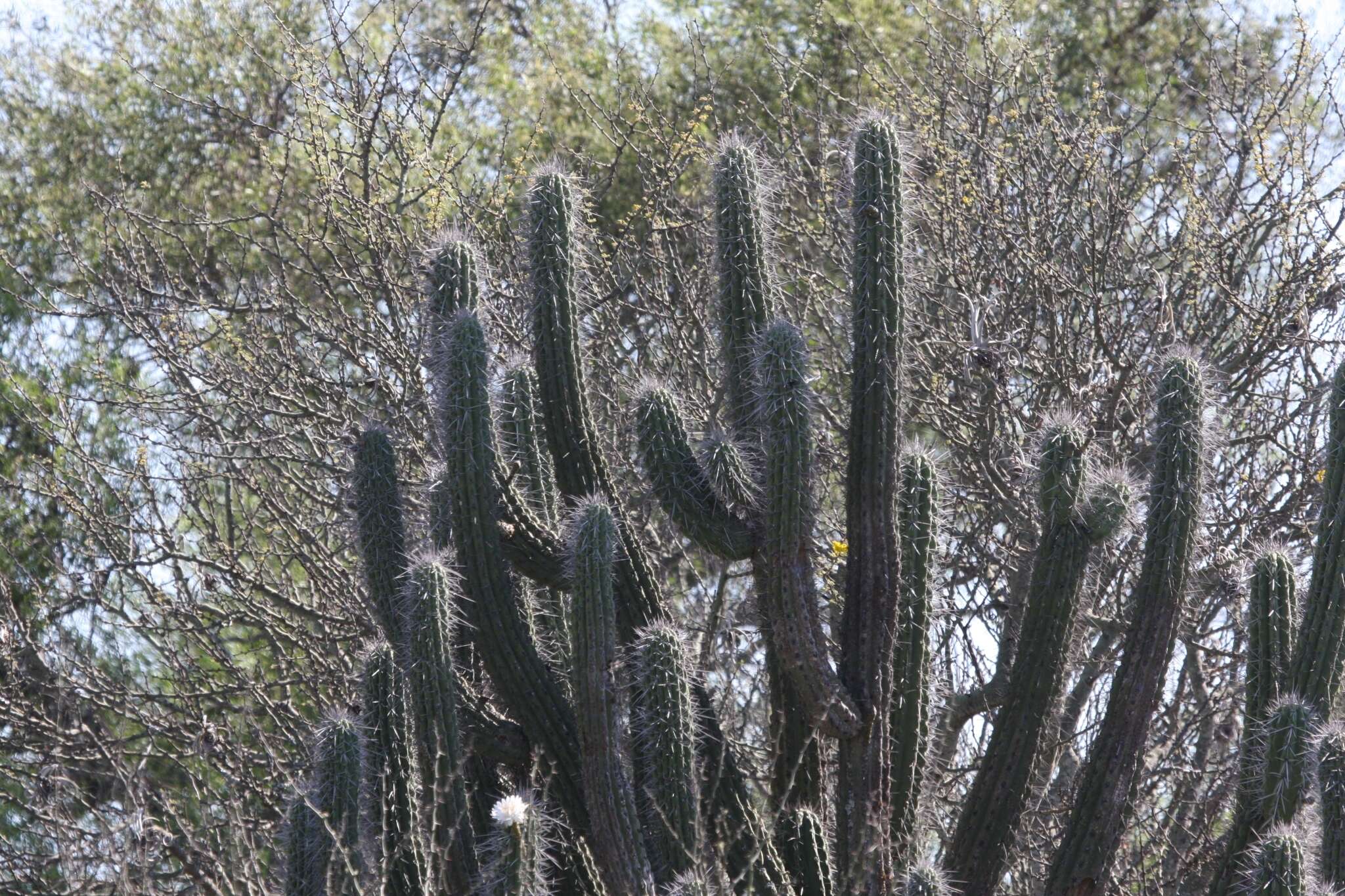 Image of Toothpick Cactus