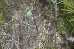 Plancia ëd Manihot subspicata D. J. Rogers & Appan