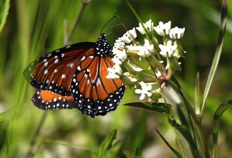 صورة Danaus (Anosia) gilippus Cramer 1775