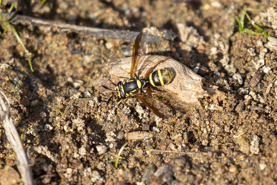 Image of Sphiximorpha durani