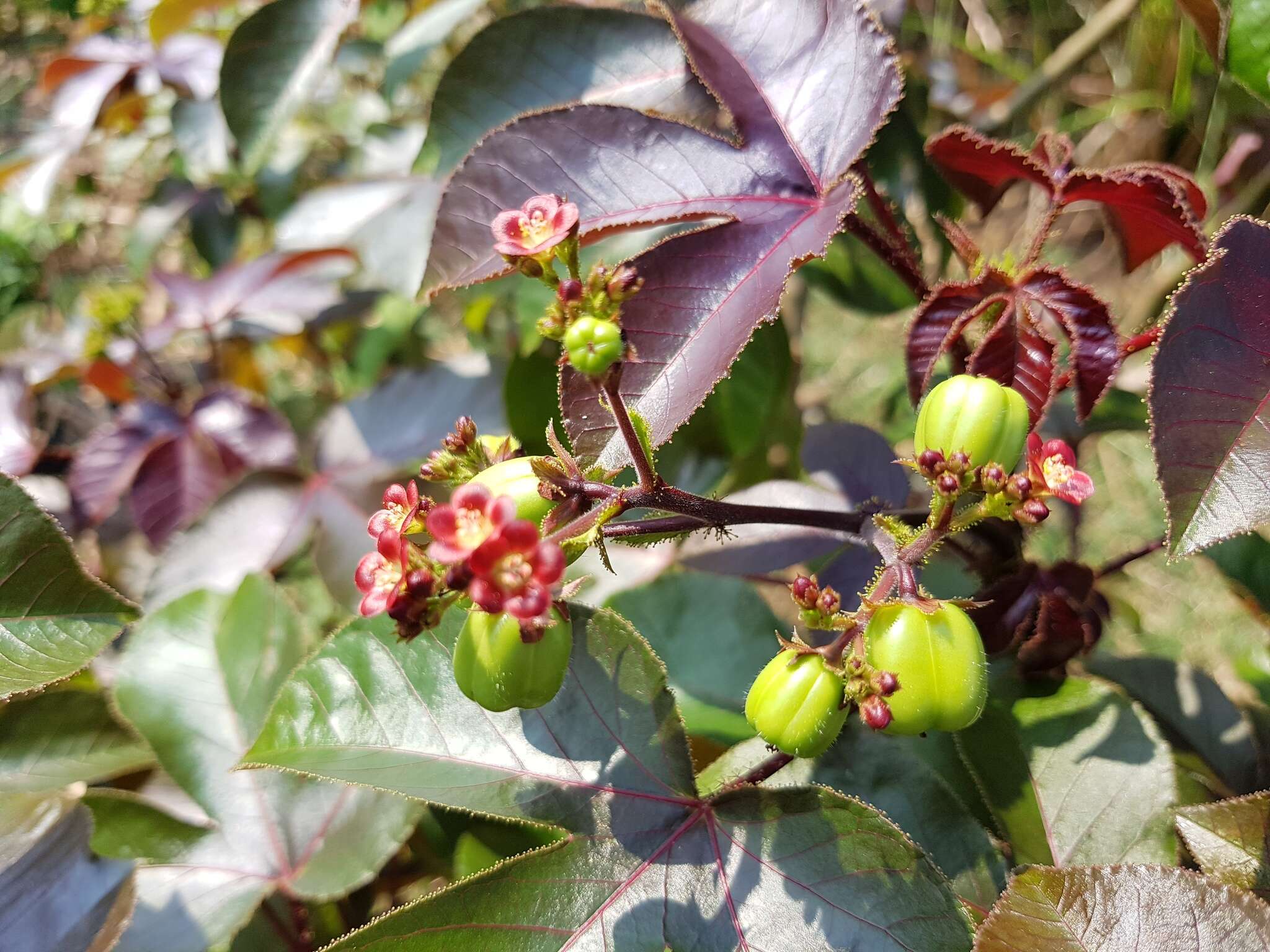 Image of bellyache bush