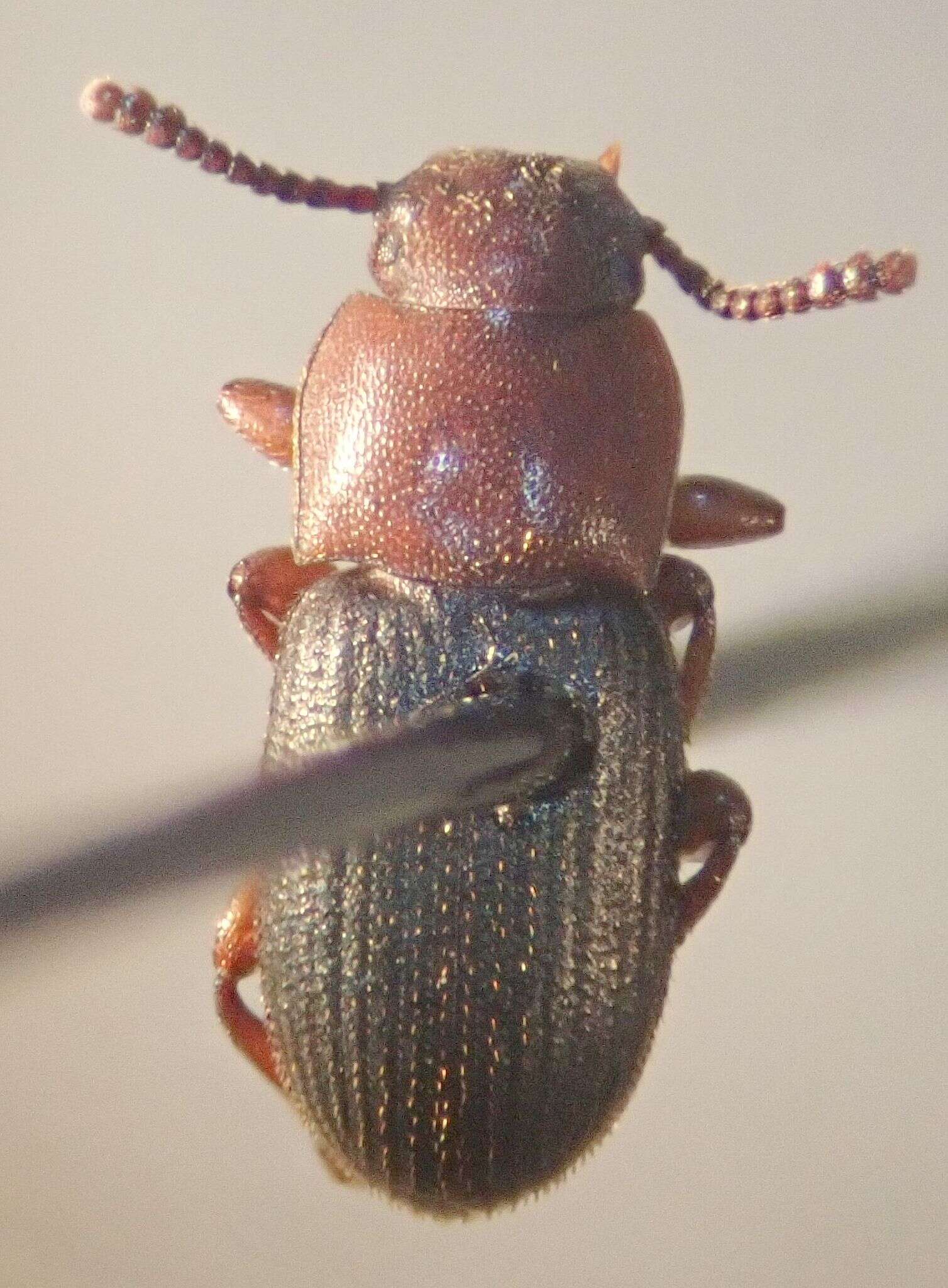 Image de Conibiosoma elongatum (Horn 1870)