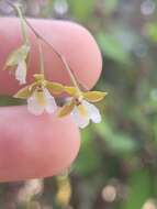 صورة Microepidendrum subulatifolium (A. Rich. & Galeotti) W. E. Higgins