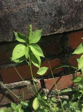 Image de Acalypha setosa A. Rich.