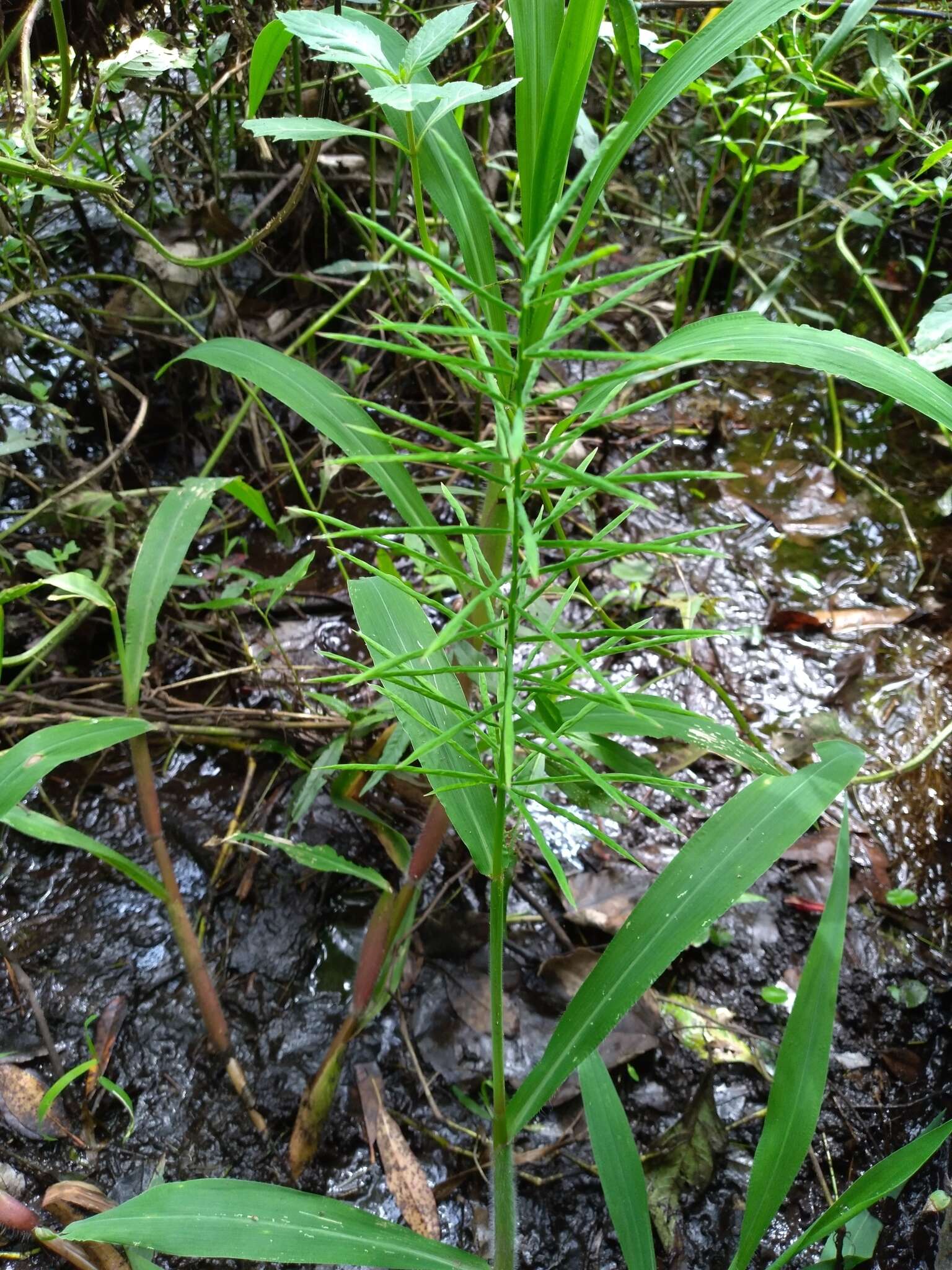 Image of Horse-Tail Crown Grass