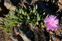 Cephalophyllum subulatoides (Haw.) N. E. Br. resmi