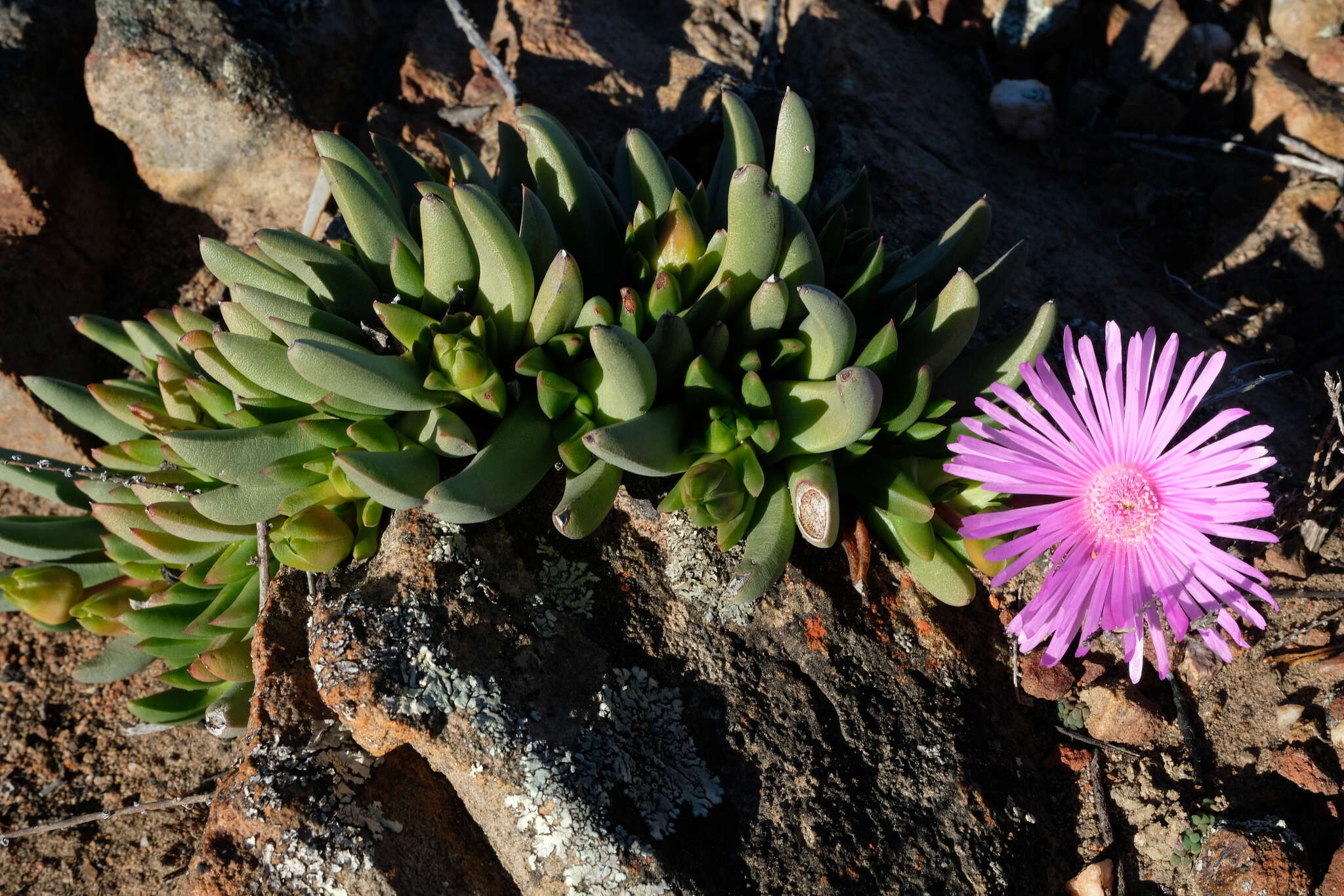 Cephalophyllum subulatoides (Haw.) N. E. Br. resmi