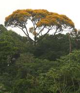 Image of Vochysia sabatieri L. Marcano-Berti